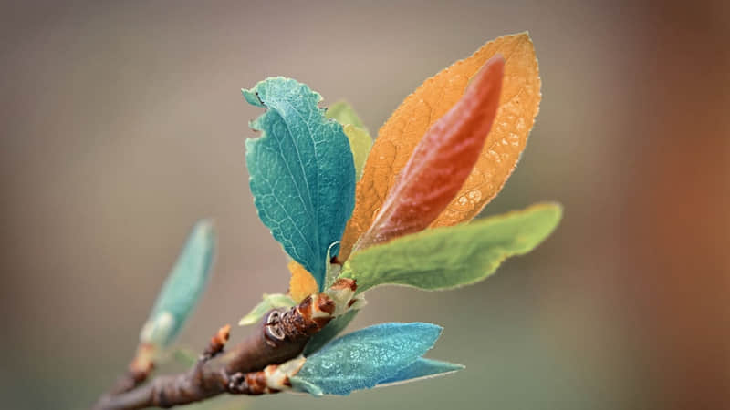 蜗牛一般在什么季节出现（蜗牛在什么季节出来几月份才有）
