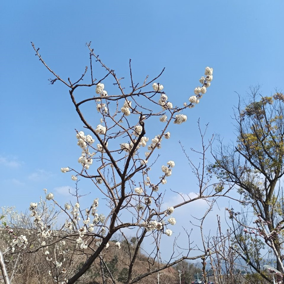 春卷皮子的做法（春卷皮制做）