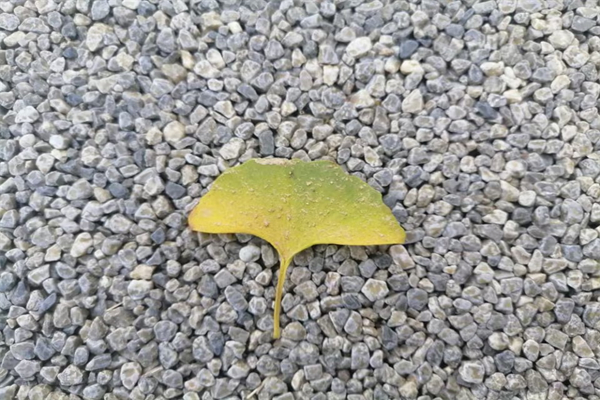 生咸鹅怎么做好吃（生的咸鹅要煮多长时间）