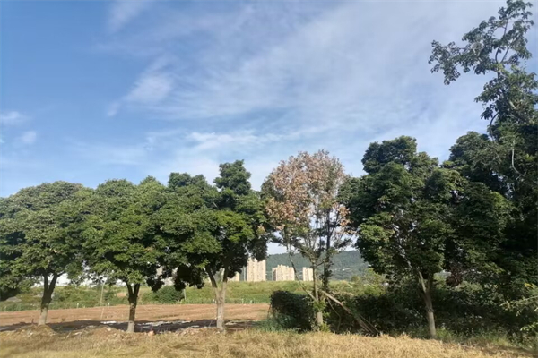 鸡蛋黄颜色橘红色能吃吗（鸡蛋黄是橘红色的能吃吗）