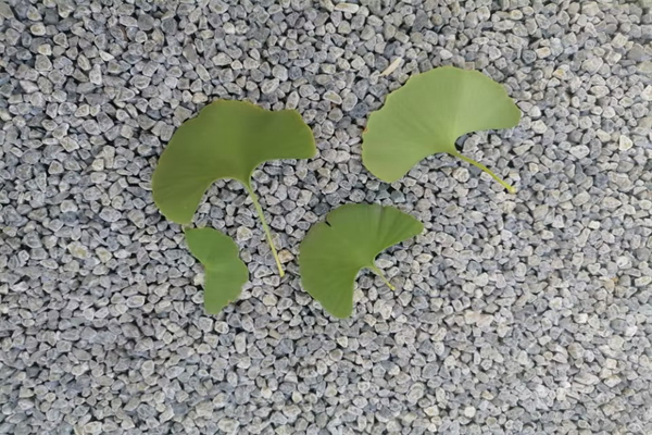 一个煎蛋热量多少