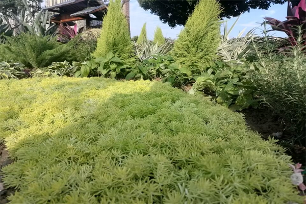 凉拌红薯丝的做法（凉拌红薯怎么做）