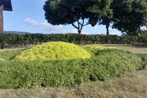 玉佩挂绳打结方法（玉佩挂绳打结方法脖子尾部）